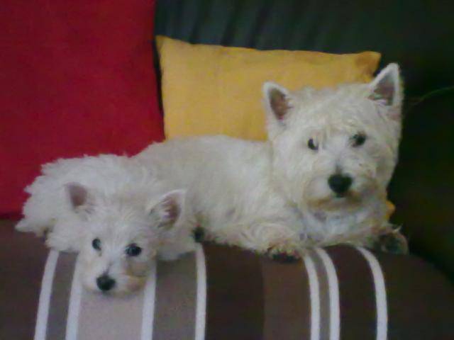 west highland white terrier - West Highland White Terrier