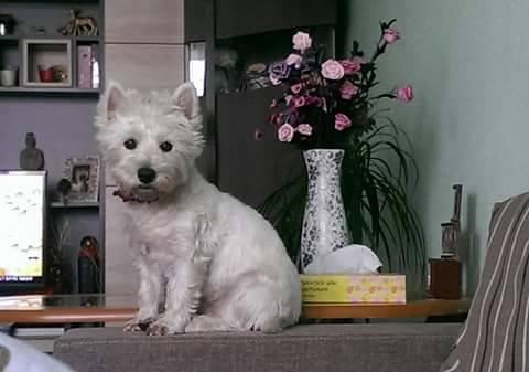 Lady - West Highland White Terrier (2 ans)