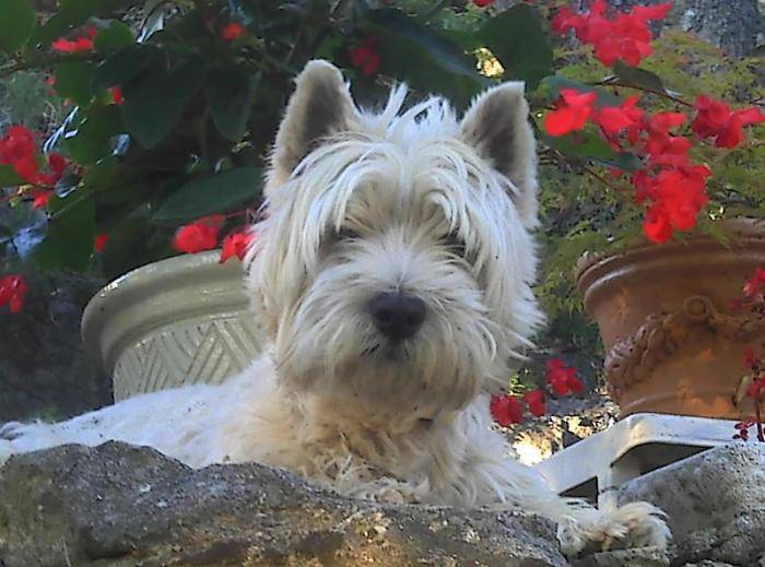 Birdylove jeune Westie - West Highland White Terrier