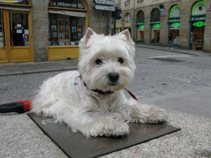 Maguy West Highland white terrier - West Highland White Terrier