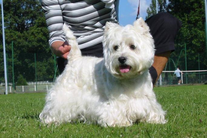 Maguy - West Highland White Terrier