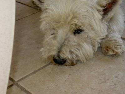 Moustique - West Highland White Terrier Mâle (Autre)