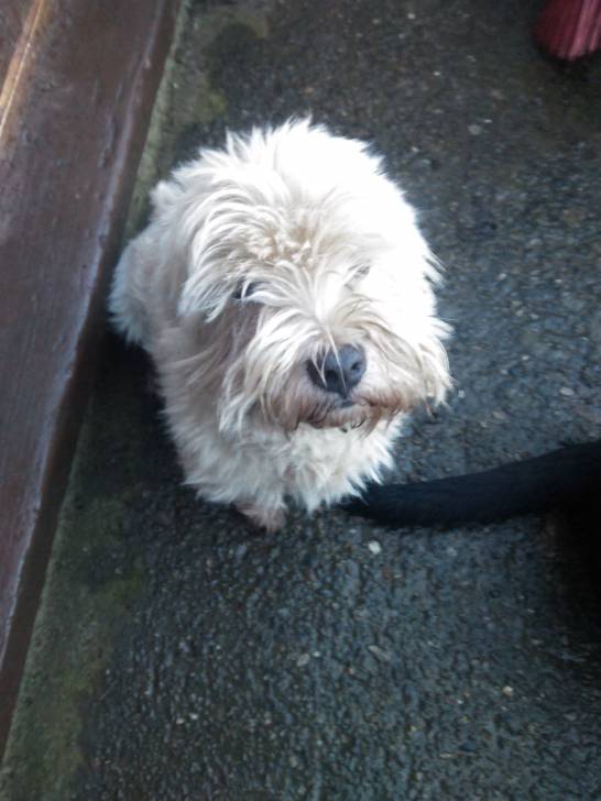 Roki - West Highland White Terrier Mâle