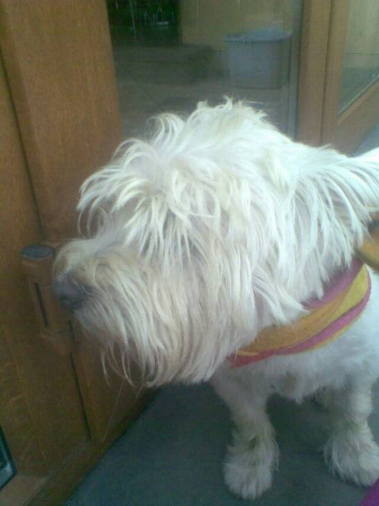 Roki - West Highland White Terrier Mâle