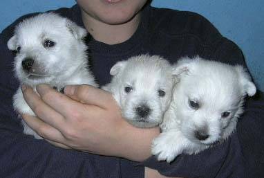 Westie Dream Story - West Highland White Terrier Mâle