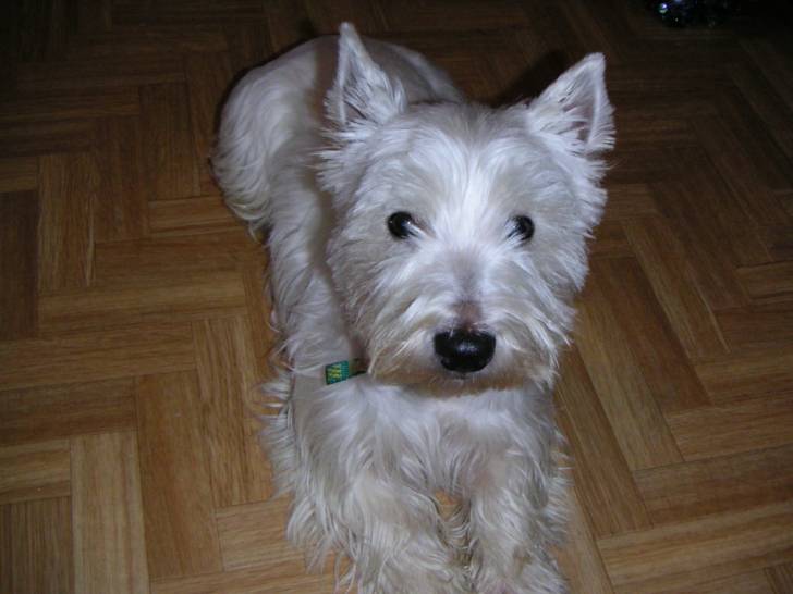 Pégase - West Highland White Terrier
