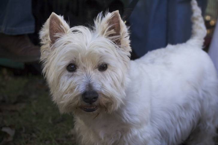 Photo West Highland White Terrier