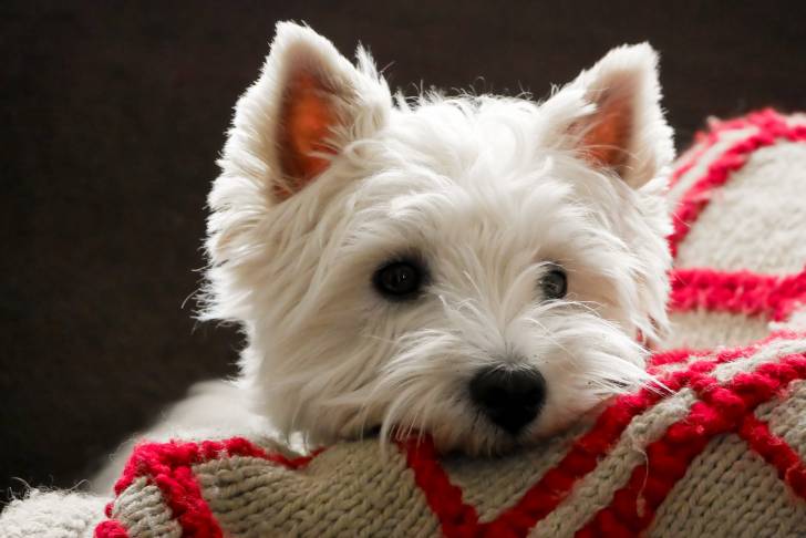 Photo West Highland White Terrier