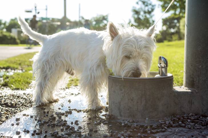 Un chien Westie buvant de l'eau en zone urbaine sur une pelouse