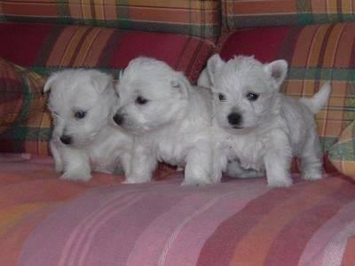 Gourmand / Gribouille / Gaïa - West Highland White Terrier