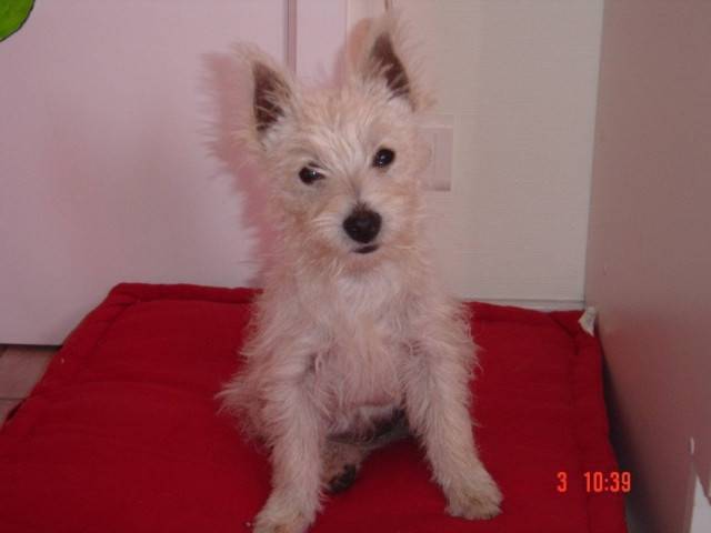 Bambou - West Highland White Terrier (2 mois)