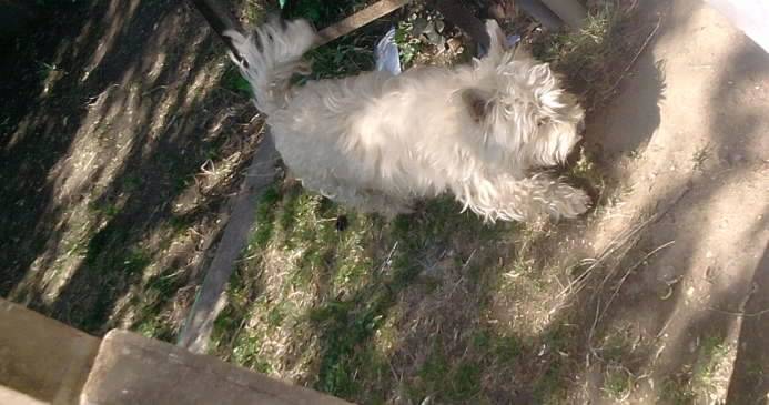 Oscar - West Highland White Terrier Mâle (2 ans)