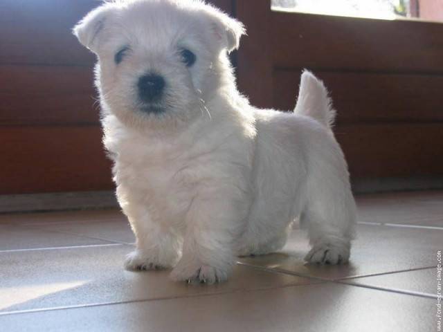 White Pearl - West Highland White Terrier (2 mois)