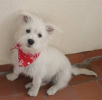 Will Turner - West Highland White Terrier Mâle (3 mois)