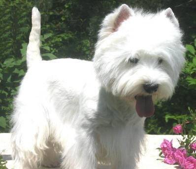Will Turner - West Highland White Terrier Mâle (4 mois)