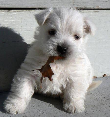 Pépita - West Highland White Terrier (2 mois)