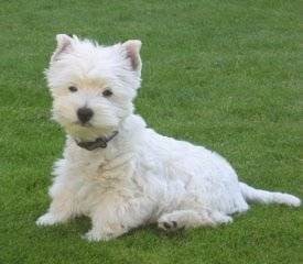 Pépita - West Highland White Terrier (2 mois)