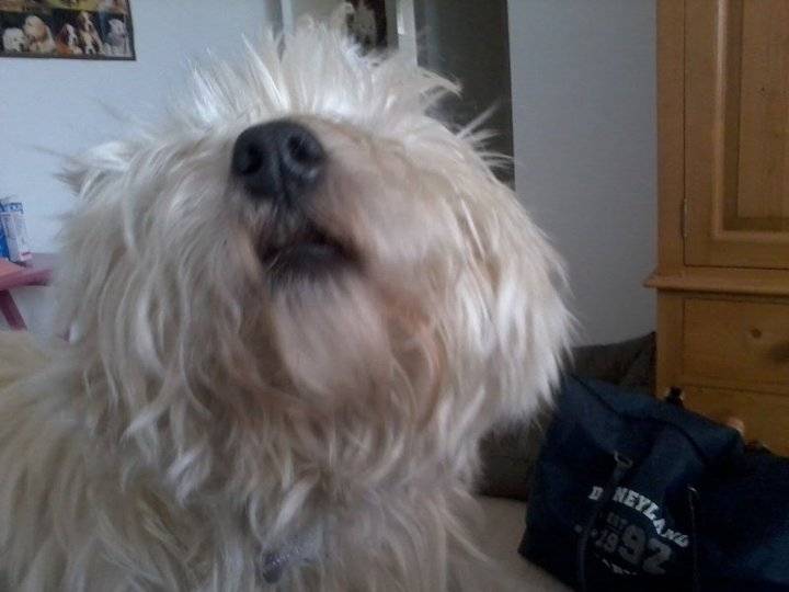Brownie - West Highland White Terrier Mâle (5 ans)