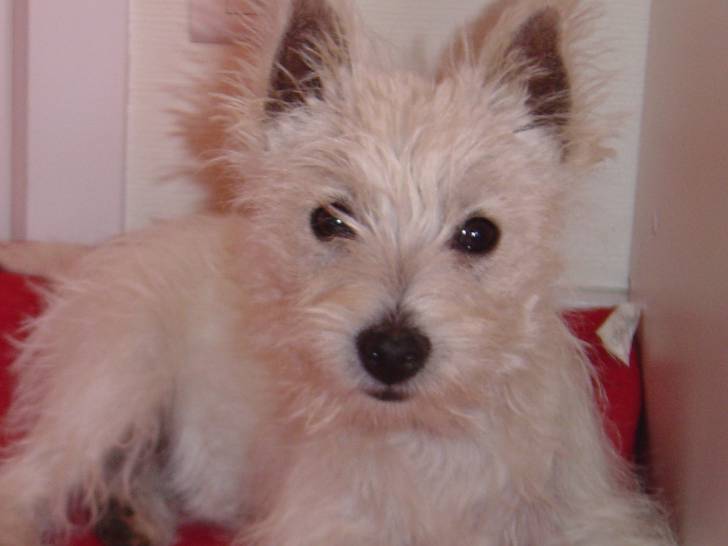 Bambou n°2 - West Highland White Terrier (2 ans)