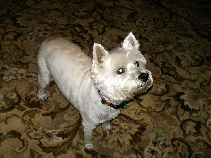 Katie - West Highland White Terrier (9 ans)