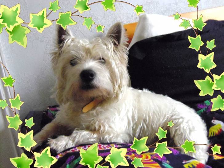 loulou - West Highland White Terrier Mâle (1 an)