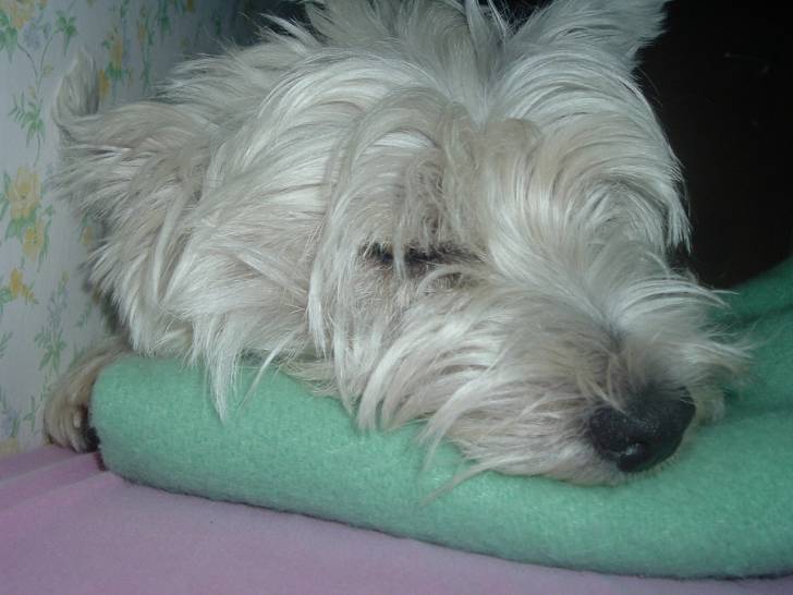 chipie - West Highland White Terrier (3 ans)