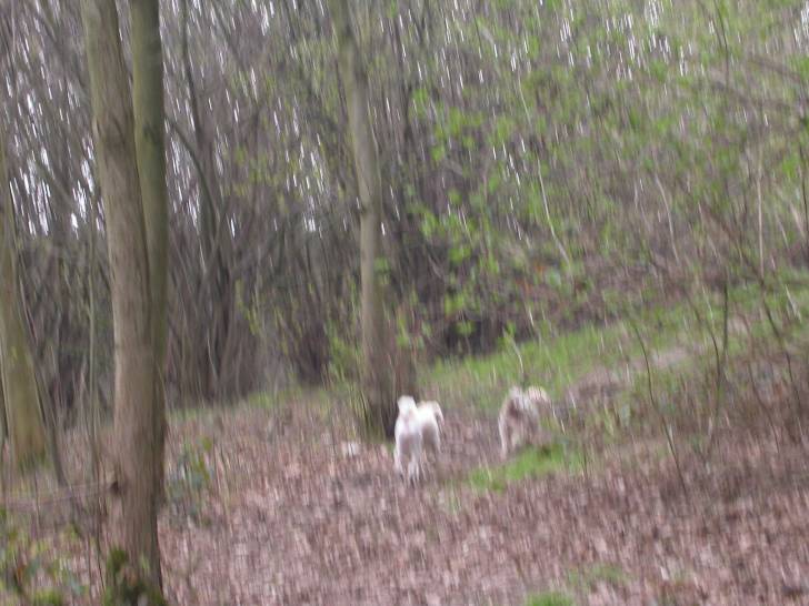 Flocon - West Highland White Terrier Mâle (2 ans)