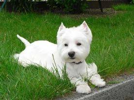 Bingo - West Highland White Terrier Mâle (3 ans)