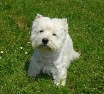 Binia - West Highland White Terrier (3 ans)