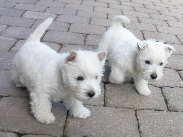 Bingo (mâle) et Binia (femelle) - West Highland White Terrier Mâle (3 ans)