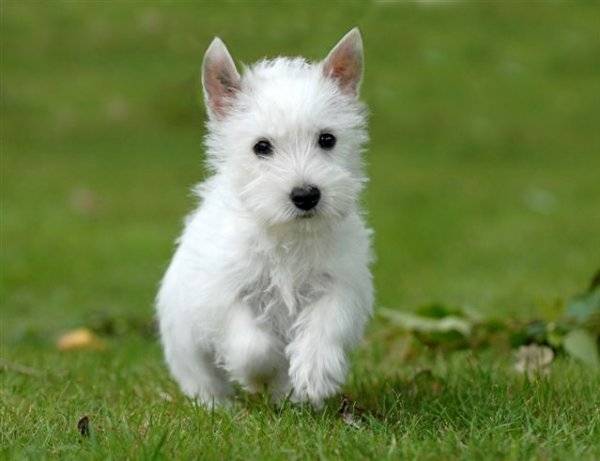 Leiscteur - West Highland White Terrier Mâle (3 ans)