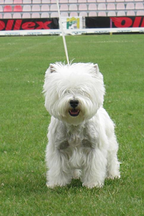 Karabasas Antalgele - West Highland White Terrier Mâle (1 an)