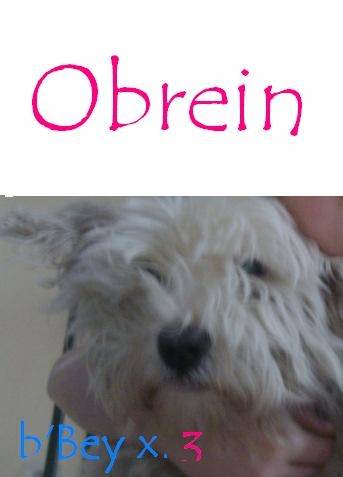 Obrein - West Highland White Terrier Mâle (11 ans)