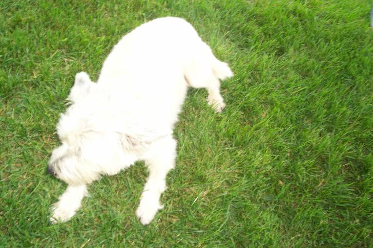 Callie - West Highland White Terrier (9 ans)