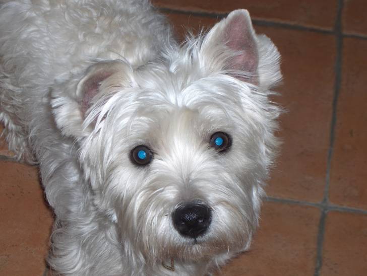 Dalhia - West Highland White Terrier (1 an)