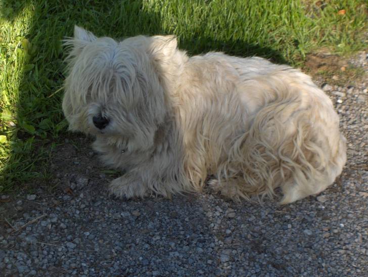 Daisy - West Highland White Terrier (6 ans)