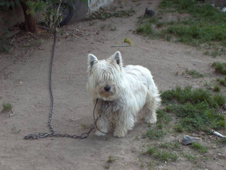 Vidoc - West Highland White Terrier Mâle (5 ans)