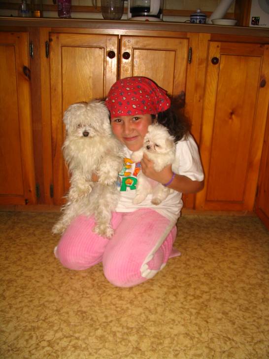 Flocon et Louna - West Highland White Terrier (8 mois)