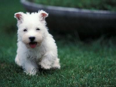 kelly - West Highland White Terrier (5 mois)