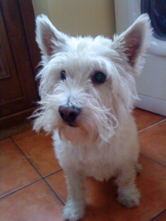 Chester - West Highland White Terrier Mâle (6 ans)