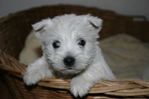 kelly - West Highland White Terrier (4 mois)