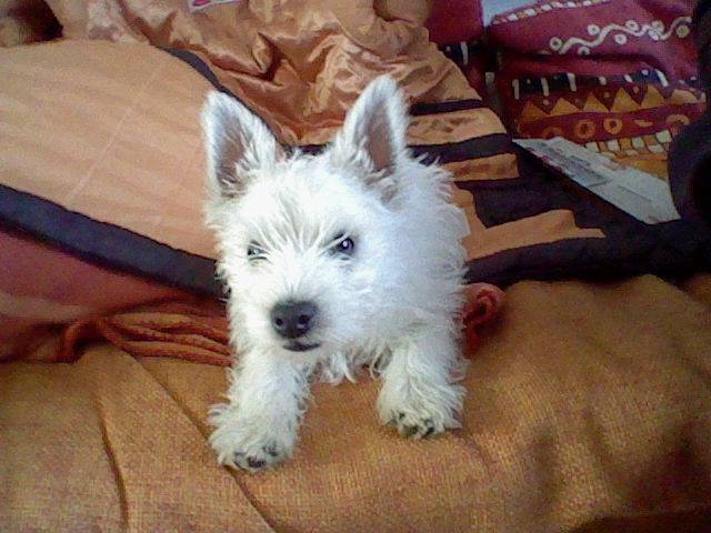 loulou - West Highland White Terrier Mâle (2 mois)