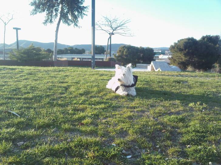 Maya - West Highland White Terrier (11 mois)