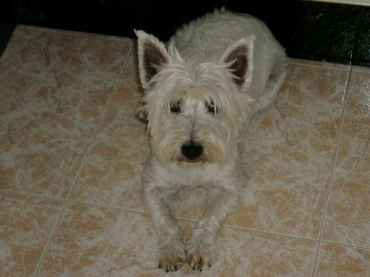 Laika - West Highland White Terrier (6 ans)