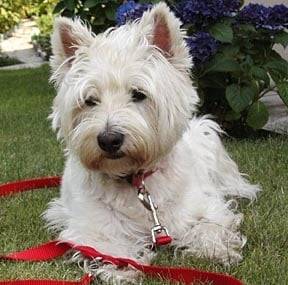 Jina - West Highland White Terrier (5 ans)