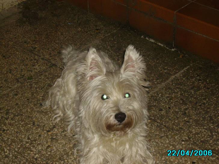 Selly - West Highland White Terrier (11 ans)