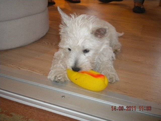Gaïa - West Highland White Terrier (6 mois)