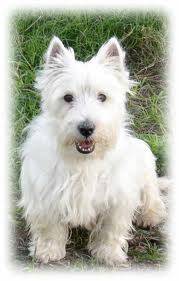 Atenea - West Highland White Terrier (1 an)