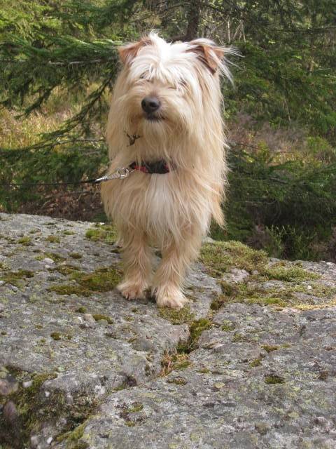 Caramel - West Highland White Terrier Mâle (1 an)