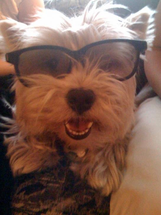 Murphy - West Highland White Terrier Mâle (7 ans)